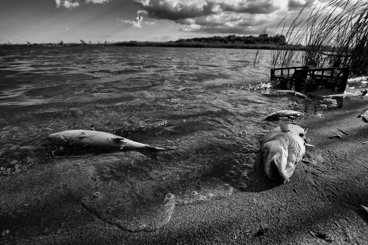 Fotografia di Francesco Nicosia